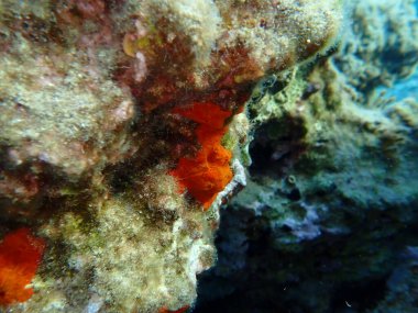 Red encrusting sponge or orange-red encrusting sponge (Crambe crambe) undersea, Aegean Sea, Greece, Syros island, Azolimnos beach clipart