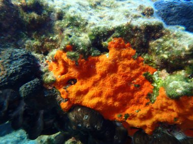 Kırmızı kabuklu sünger veya turuncu kabuklu sünger (Crambe crambe crambe) deniz altı, Ege Denizi, Yunanistan, Syros Adası, Azolimnos plajı