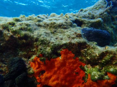 Kırmızı kabuklu sünger veya turuncu kabuklu sünger (Crambe crambe crambe) deniz altı, Ege Denizi, Yunanistan, Syros Adası, Azolimnos plajı