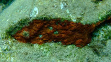 Kırmızı kabuklu sünger veya turuncu kabuklu sünger (Crambe crambe crambe) deniz altı, Ege Denizi, Yunanistan, Syros Adası, Azolimnos plajı