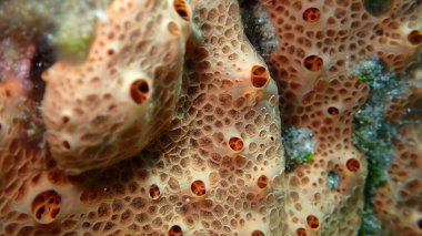 Krater süngeri veya bal peteği süngeri (Hemimycale columella) yakın çekim sualtı, Ege Denizi, Yunanistan, Syros Adası, Azolimnos plajı