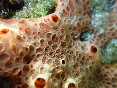 Krater süngeri veya bal peteği süngeri (Hemimycale columella) yakın çekim sualtı, Ege Denizi, Yunanistan, Syros Adası, Azolimnos plajı