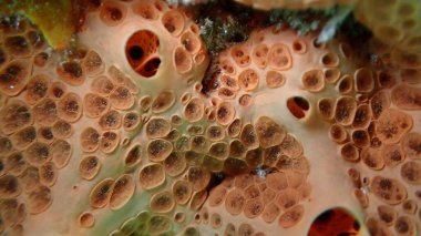 Krater süngeri veya bal peteği süngeri (Hemimycale columella) yakın çekim sualtı, Ege Denizi, Yunanistan, Syros Adası, Azolimnos plajı