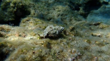 Deniz salyangozu trunculus murex veya bant murex, bagaj murex, bantlı boya-murex (Hexaplex trunculus) deniz altı, Ege Denizi, Yunanistan, Syros adası, Azolimnos plajı