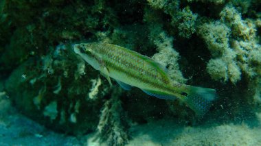 Doğu Atlantik tavus kuşu wrasse (Symphodus tinca) denizaltı, Ege Denizi, Yunanistan, Halkidiki, Pirgos plajı