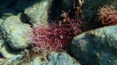Kızıl algler Amphiroa rigida deniz altı, Ege Denizi, Yunanistan, Syros Adası, Azolimnos plajı