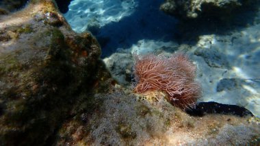 Red algae Amphiroa rigida undersea, Aegean Sea, Greece, Syros island, Azolimnos beach clipart