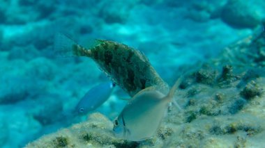 Dusky spinefoot veya squaretail rabbitfish (Siganus luridus) denizaltı, Ege Denizi, Yunanistan, Syros Adası, Azolimnos plajı