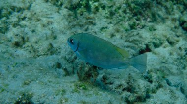 Dusky spinefoot veya squaretail rabbitfish (Siganus luridus) denizaltı, Ege Denizi, Yunanistan, Syros Adası, Azolimnos plajı