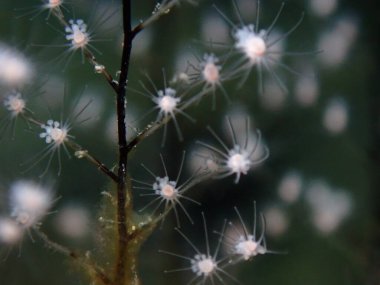 Hidrozoa tüylü hidroid veya tüy hidroid (Pennaria disticha), Ege Denizi, Yunanistan, Syros Adası, Azolimnos plajı