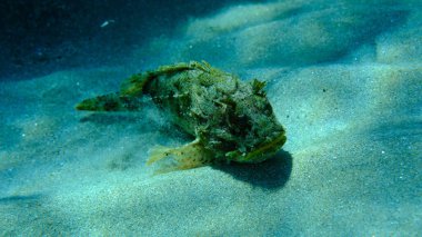 Kara akrep balığı veya Avrupa akrep balığı, küçük pullu akrep balığı (Scorpaena porcus) deniz altı, Ege Denizi, Yunanistan, Syros adası, Azolimnos plajı