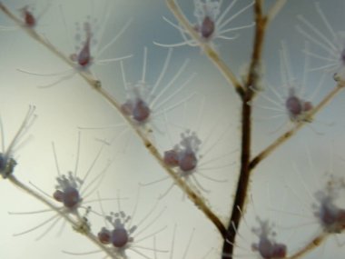 Hidrozoa tüylü hidroid veya tüy hidroid, deniz ısırganı (Pennaria disticha) aşırı yakın çekim sualtı, yumuşak odak, Ege Denizi, Yunanistan, Syros Adası, Azolimnos plajı