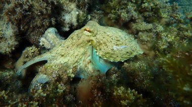 Genel ahtapot (Octopus vulgaris) avı, Ege Denizi, Yunanistan, Halkidiki, Pirgos plajı