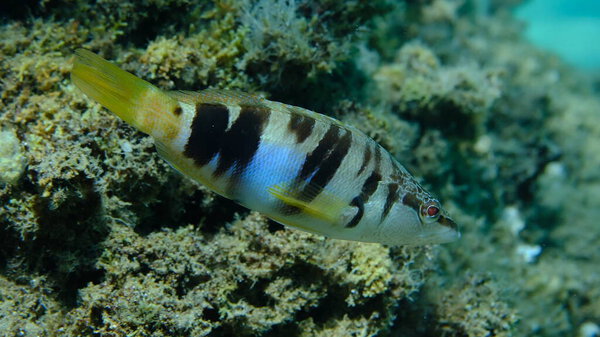 Painted comber (Serranus scriba) подводное, Эгейское море, Греция, Халкидики, пляж Пиргос