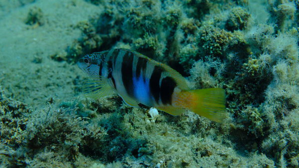 Painted comber (Serranus scriba) подводное, Эгейское море, Греция, Халкидики, пляж Пиргос