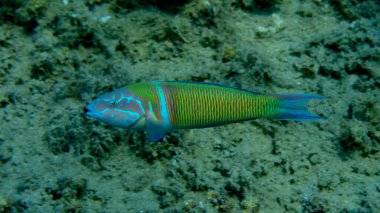 Süslü wrasse (Thalassoma pavo) denizaltı, Ege Denizi, Yunanistan, Halkidiki, Pirgos Sahili