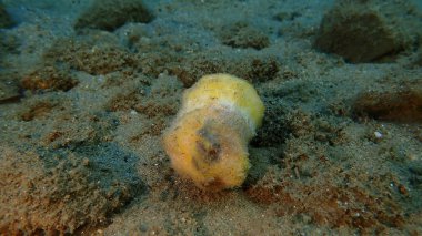 Deniz tabanında yarısı yenmiş şeftali, Ege Denizi, Yunanistan, Halkidiki, Pirgos plajı. Deniz kirliliği.