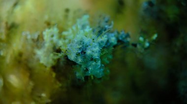 Denizaltı, Ege Denizi, Yunanistan, Halkidiki, Pirgos Sahili, Diplosoma süngerini kaplayan veya tütsüleyen ascidiyan formu