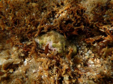 Southern oyster drill or Redmouthed rocksnail (Stramonita haemastoma) undersea, Aegean Sea, Greece, Halkidiki, Kakoudia beach clipart