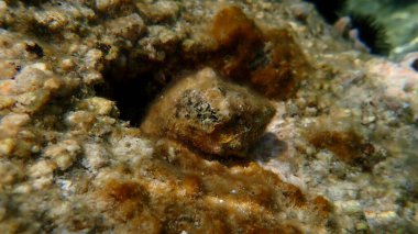 Southern oyster drill or Redmouthed rocksnail (Stramonita haemastoma) undersea, Aegean Sea, Greece, Halkidiki, Kakoudia beach clipart