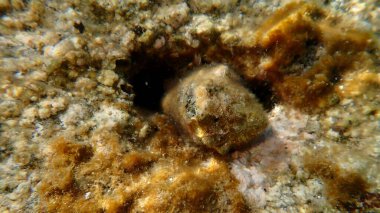 Güney istiridye matkabı (Stramonita haemastoma) deniz altı, Ege Denizi, Yunanistan, Halkidiki, Kakoudia plajı