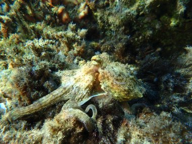 Genel ahtapot (Octopus vulgaris) avı, Ege Denizi, Yunanistan, Halkidiki, Pirgos plajı