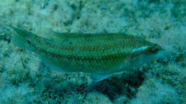 Doğu Atlantik tavus kuşu wrasse (Symphodus tinca) denizaltı, Ege Denizi, Yunanistan, Halkidiki, Pirgos plajı