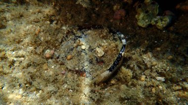 Deniz altında cam bir şişenin dibi kırılmış, Ege Denizi, Yunanistan, Halkidiki, Kakoudia plajı. Deniz kirliliği.