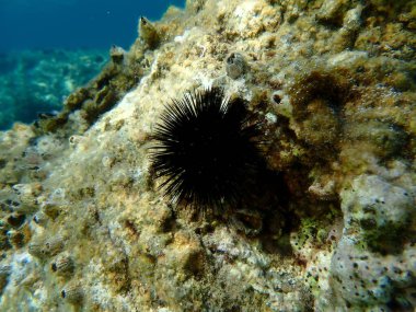 Karadeniz kestanesi (Arbacia lixula) deniz altı, Ege Denizi, Yunanistan, Halkidiki, Kakoudia plajı