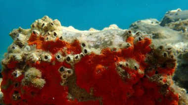 Kırmızı kabuklu sünger veya turuncu kabuklu sünger (Crambe crambe crambe) deniz altı, Ege Denizi, Yunanistan, Halkidiki, Kakoudia plajı