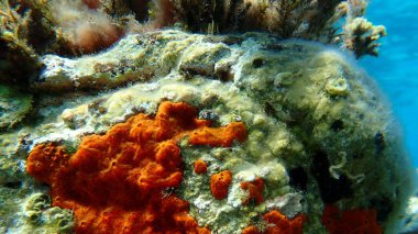 Kırmızı kabuklu sünger veya turuncu kabuklu sünger (Crambe crambe crambe) deniz altı, Ege Denizi, Yunanistan, Halkidiki, Pirgos plajı