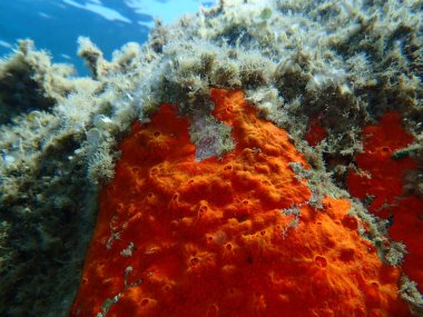 Red encrusting sponge or orange-red encrusting sponge (Crambe crambe) undersea, Aegean Sea, Greece, Halkidiki, Pirgos beach clipart