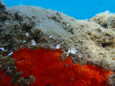 Kırmızı kabuklu sünger veya turuncu kabuklu sünger (Crambe crambe crambe) deniz altı, Ege Denizi, Yunanistan, Halkidiki, Pirgos plajı