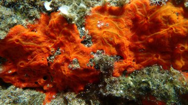 Kırmızı kabuklu sünger veya turuncu kabuklu sünger (Crambe crambe crambe) deniz altı, Ege Denizi, Yunanistan, Halkidiki, Pirgos plajı