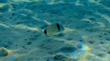 Two banded sea bream (Diplodus vulgaris) undersea, Aegean Sea, Greece, Halkidiki, Pirgos beach clipart