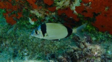 Denizaltı, Ege Denizi, Yunanistan, Halkidiki, Pirgo Sahili, iki bantlı çipura (Diplodus vulgaris)