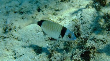 Denizaltı, Ege Denizi, Yunanistan, Halkidiki, Pirgo Sahili, iki bantlı çipura (Diplodus vulgaris)