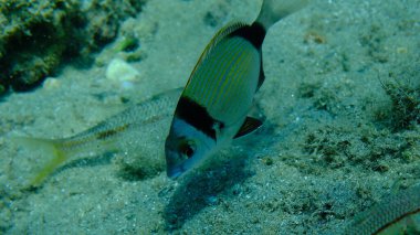 Denizaltı, Ege Denizi, Yunanistan, Halkidiki, Pirgo Sahili, iki bantlı çipura (Diplodus vulgaris)
