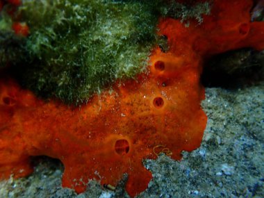 Red encrusting sponge or orange-red encrusting sponge (Crambe crambe) close-up undersea, Aegean Sea, Greece, Halkidiki, Kakoudia beach clipart