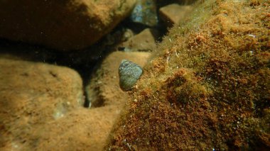 En iyi salyangoz kabuğu Phorcus sp. Deniz altı, Ege Denizi, Yunanistan, Santorini Adası