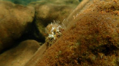 Deniz fışkırtması Polycarpa cf. mamillaris var. Deniz altı, Ege Denizi, Yunanistan, Santorini Adası