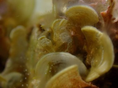 Küçük kahverengi alg Peacock kuyruğu (Padina pavonica) aşırı yakın çekim sualtı, Ege Denizi, Yunanistan, Halkidiki, Kakoudia plajı