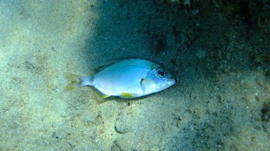 Deniz altı, Ege Denizi, Yunanistan, Halkidiki, Pirgos plajı ölü halular deniz çamı (Diplodus annularis)