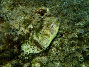 Çift valflı yumuşakçalardan oluşan deniz kabuğu Neopycnodonte koklear deniz altı, Ege Denizi, Yunanistan, Halkidiki, Kakoudia plajı