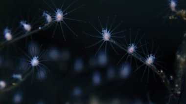 Hidrozoa tüylü hidroid veya tüy hidroid (Pennaria disticha) aşırı yakın çekim sualtı, Ege Denizi, Yunanistan, Syros Adası, Azolimnos plajı