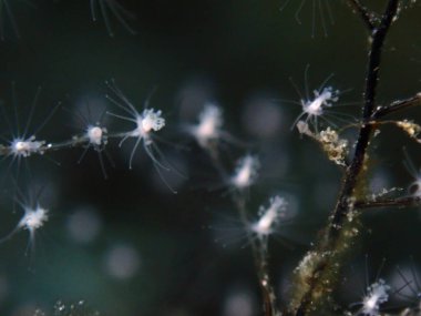 Hidrozoa tüylü hidroid veya tüy hidroid (Pennaria disticha) aşırı yakın çekim sualtı, Ege Denizi, Yunanistan, Syros Adası, Azolimnos plajı