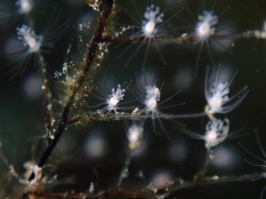 Hidrozoa tüylü hidroid veya tüy hidroid (Pennaria disticha) aşırı yakın çekim sualtı, Ege Denizi, Yunanistan, Syros Adası, Azolimnos plajı