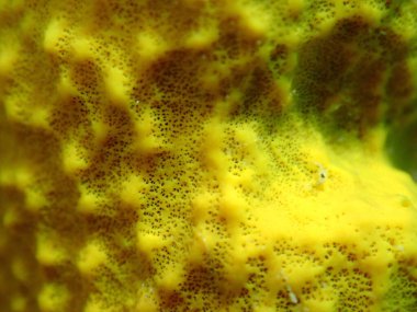 Sarı tüp sünger veya Aureate süngeri (Aplysina aerophoba) aşırı yakın çekim sualtı, Ege Denizi, Yunanistan, Halkidiki, Kakoudia plajı