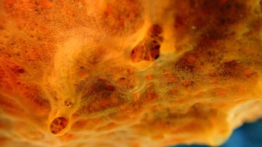 Red encrusting sponge or orange-red encrusting sponge (Crambe crambe) extreme close-up undersea, Aegean Sea, Greece, Halkidiki, Pirgos beach clipart