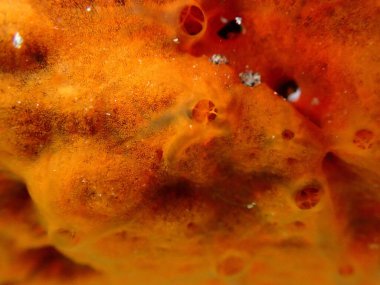 Kırmızı kabuklu sünger veya turuncu kabuklu sünger (Crambe crambe crambe) aşırı yakın çekim sualtı, Ege Denizi, Yunanistan, Halkidiki, Pirgos plajı